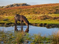 IMG 03600 1000D 800  Pferd an einer Wasserstelle im Dartmoor, Davon, England