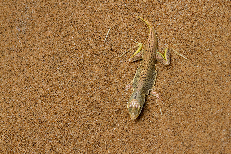 7D_20255_800.jpg - kurz vorm Abtauchen...Sand-diving lizard (Dorob-Nationalpark)