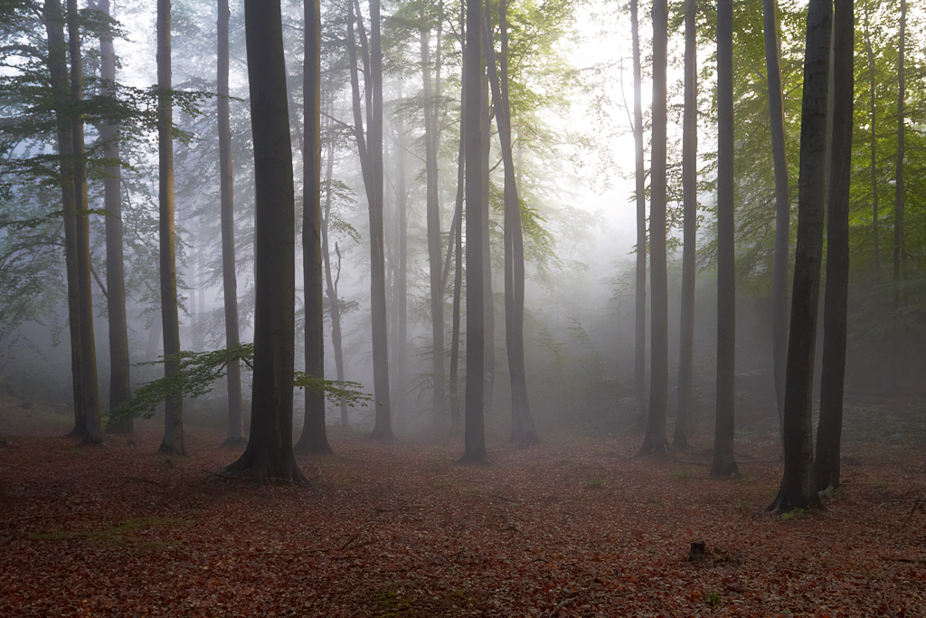 7D_24588_1024.jpg - Nebelwald, am Winterberg, Elbsandsteingebirge