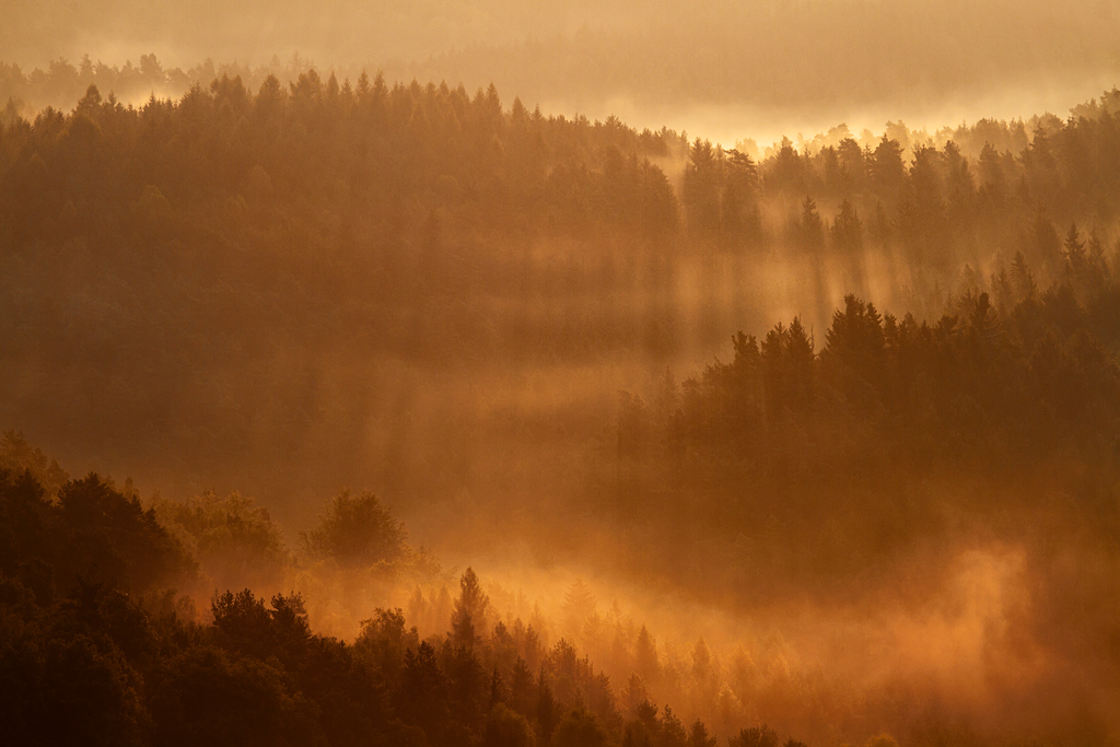 D7_22468_RAW_1024.jpg - Goldener Nebel im Wald unterhalb der Feldlöpfe, Rathen, Elbsandsteingebirge
