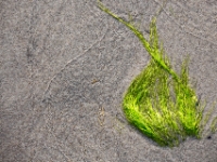Detail  6D 27838 1024 © Iven Eissner : 2x3, Meer, Ostsee
