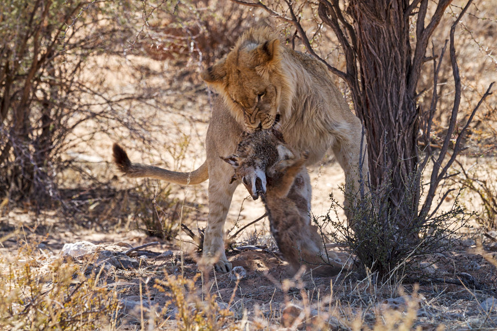 7D_17331_RAW_1024.jpg - Löwe und Schakal im Kgalagadi Transfrontier Park, Republik Südafrika