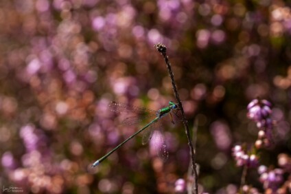 a6500_25_0208_NAL Gemeine Binsenjungfer (Lestes sponsa)