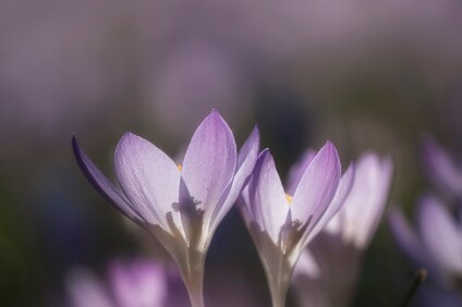 a7IV_25_09389_NAL