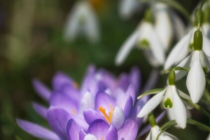a7IV_25_09495_NAL