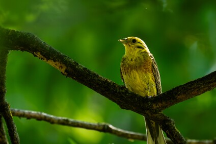 a7IV_25_1812-_NAL Goldammer