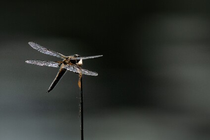 a7IV_25_2009_NAL Libelle