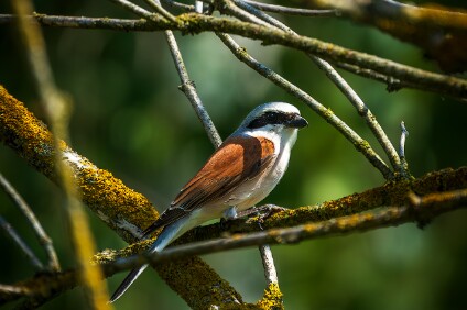 a7IV_25_2078-_NAL Neuntöter