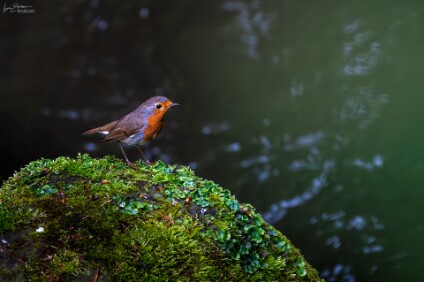 a7IV_25_4641_NAL Rotkehlchen