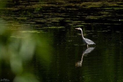 a7IV_25_5612_NAL