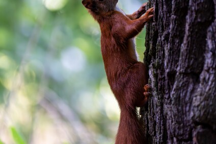 a7IV_25_5860_NAL Eurasisches Eichhörnchen (Sciurus vulgaris)