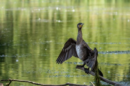 a7IV_25_6174_NAL Kormoran (Phalacrocorax carbo)