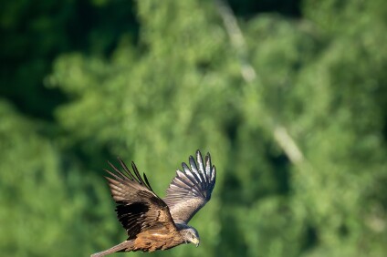 a7IV_25_6191-_NAL