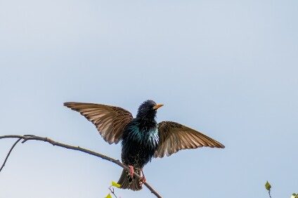 a7IV_25_6717-_NAL