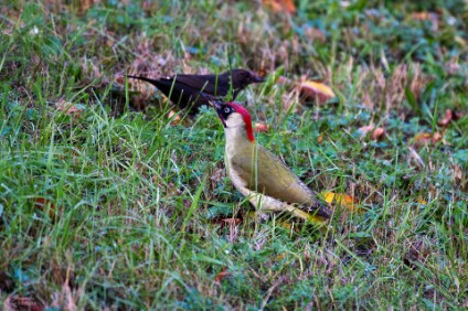 a7IV_25_8425_NAL Grünspecht (Picus viridis)