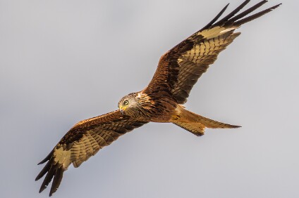 a7IV_25_9203_NAL Rotmilan (Milvus milvus)