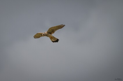 a7IV_25_9283_NAL Turmfalke