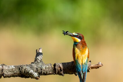 a7IV_25_9380_NAL Bienenfresser (Merops apiaster)