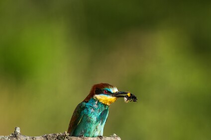 a7IV_25_9529_NAL Bienenfresser (Merops apiaster)