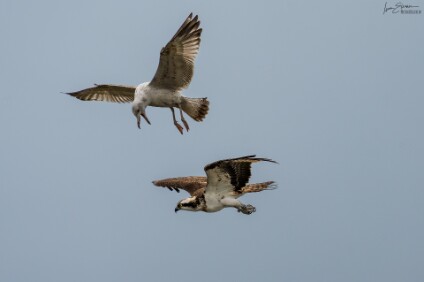 a7IV_26_6311_NAL Fischadler (Pandion haliaetus) und Möwe