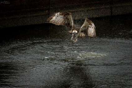 a7IV_26_6352_NAL Fischadler (Pandion haliaetus) mit Beute
