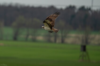 a7IV_26_6380_NAL Fischadler (Pandion haliaetus) mit Beute