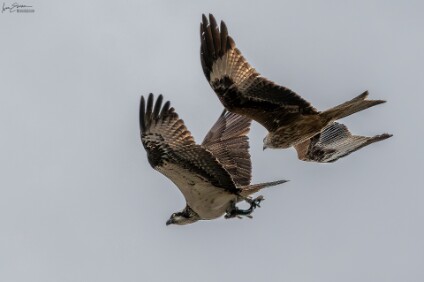 a7IV_26_6398_NAL Fischadler (Pandion haliaetus) und Rotmilan