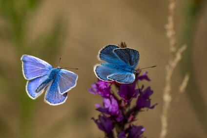 a7V_26_01117_NAL Bläuling