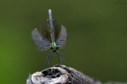 a7V_26_09467_NAL Prachtlibelle