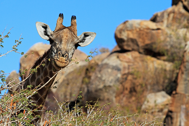 IMG_00053_7D_800.jpg - Giraffe in Ameib, Erongo, Namibia