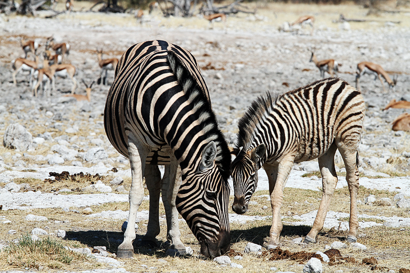 IMG_00394_7D_800.jpg - Zebras, Etosha