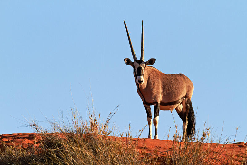 IMG_07067_7D_800.jpg - Oryx, Kalahari, Namibia