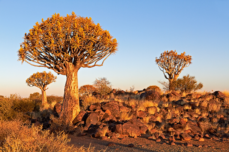 IMG_07290_7D_800.jpg - Köcherbaumwald bei Keetmanshoop, Namibia