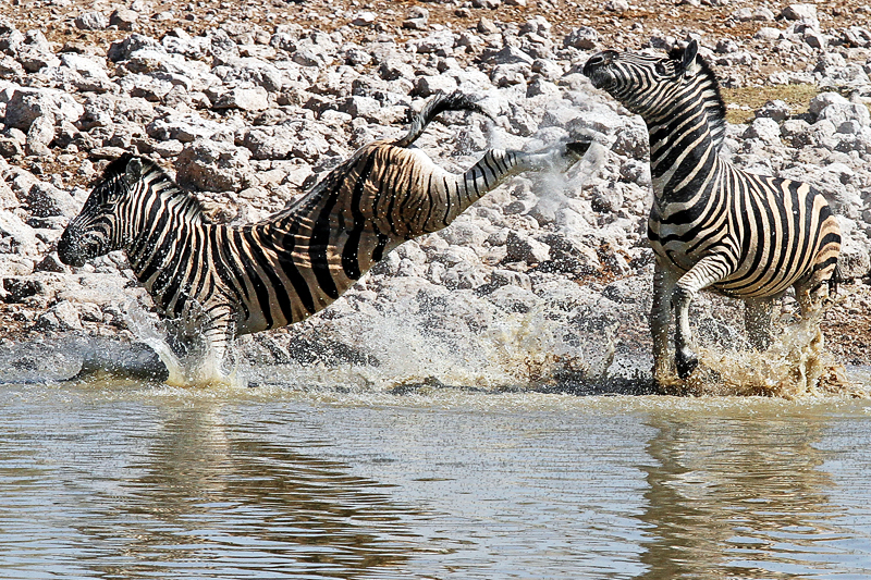 IMG_10688_7D_800.jpg - Zebras, Etosha