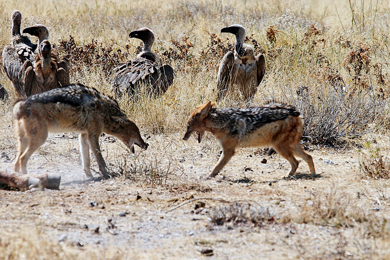 IMG_11318_7D_800.jpg - Streit ums Aas,Schabrackenschakale und Geier, Etosha