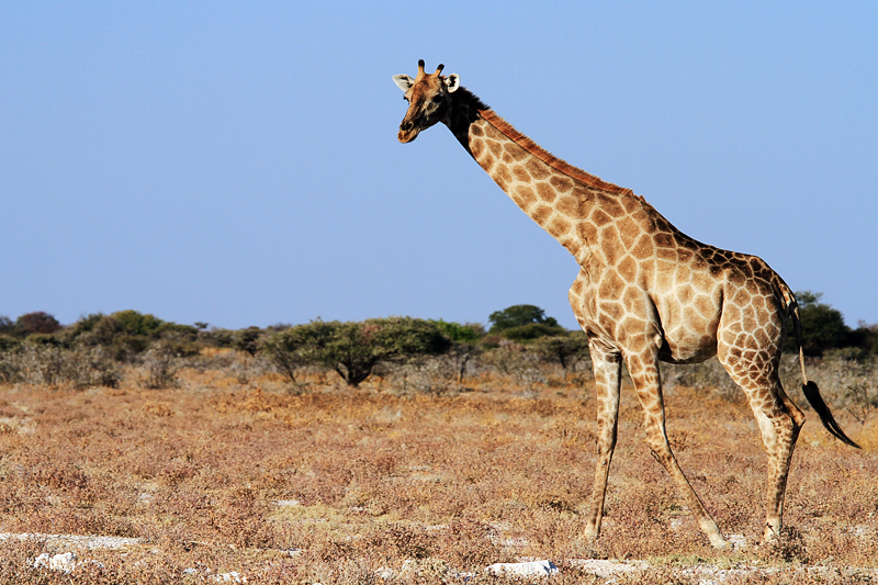 IMG_11432_7D_800.jpg - Giraffe, Etosha