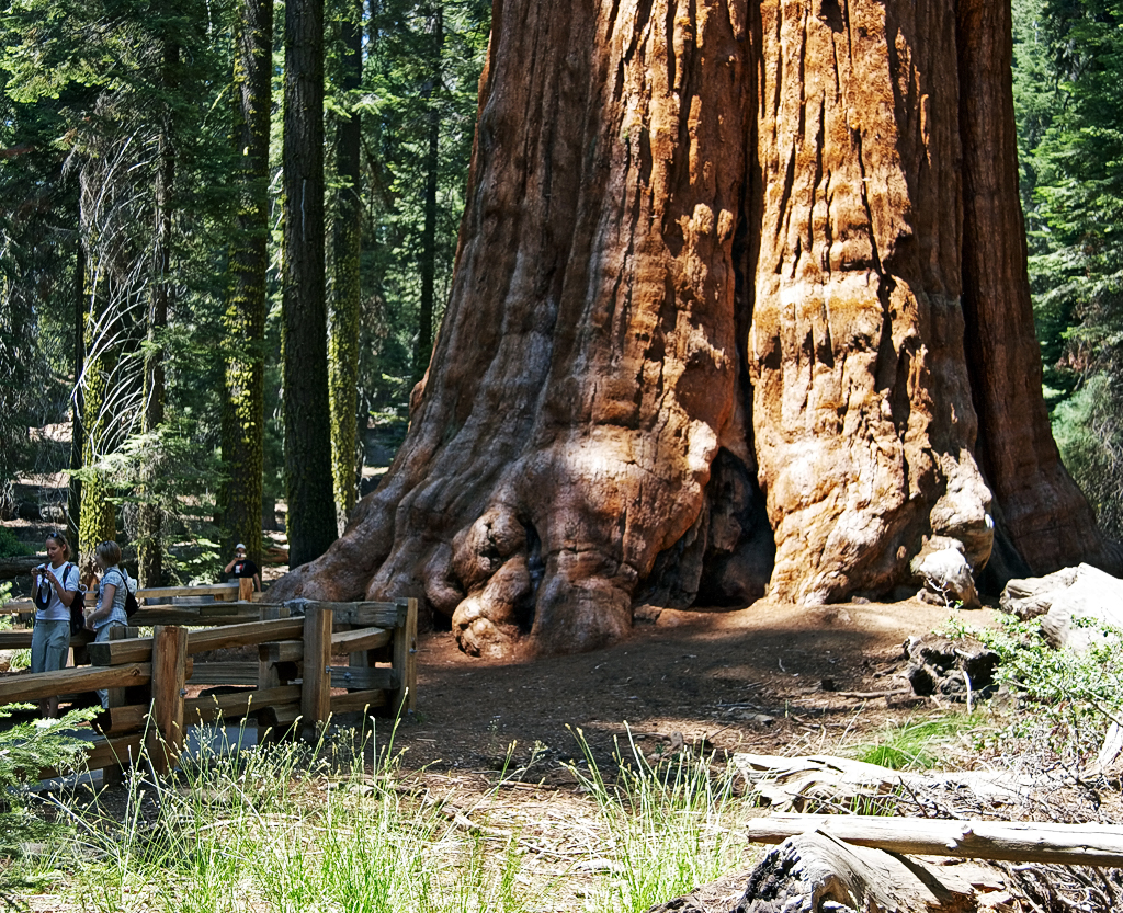 20D_7332_1024.jpg - General-Sherman-Tree, Sequoia-Nationalpark Kalifornien