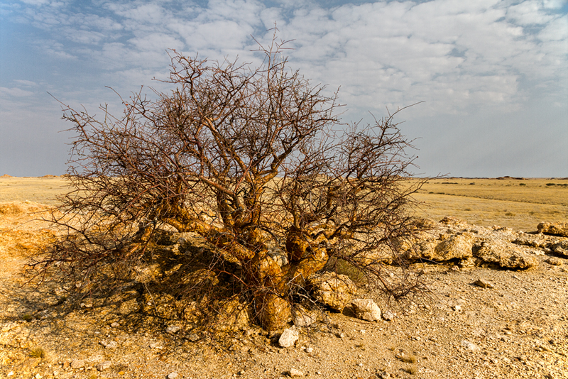 7D_19574_800.jpg - ..., Namibia