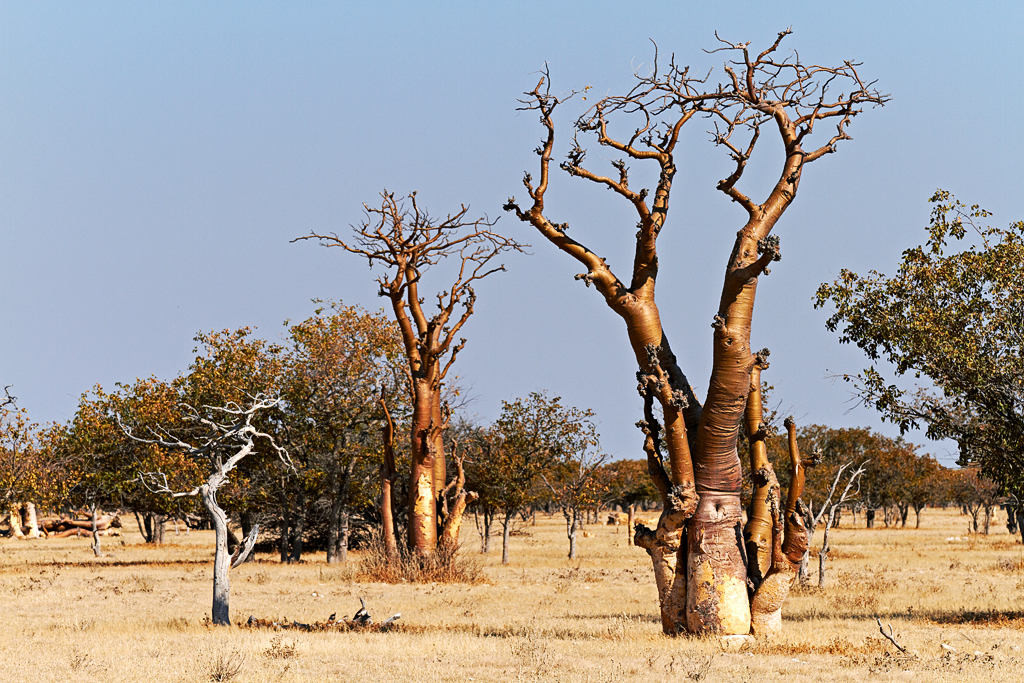 IMG_00513_7D_1024.jpg - Moringabäume, Etosha NP, Namibia