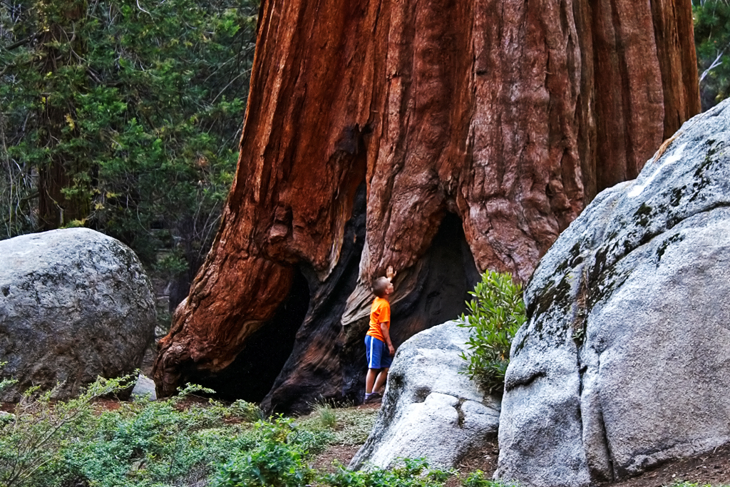 IMG_7086_RAW_A_1024.jpg - Redwood, Sequoia-Nationalpark Kalifornien