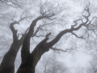 spooky beech forest  6DII 08581 NAL © Iven Eissner : Böhmen, Europa, Nebel, Tschechien, Wetter