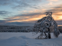 Abendstimmung, Zinnwald  6D 105171 1024 © Iven Eissner : Aufnahmeort, Deutschland, Erzgebirge, Europa, Sachsen, Winter