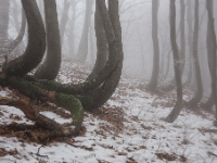 Geisterwald  6D 106166 1024 © Iven Eissner : Aufnahmeort, Baum, Buchen, Böhmen, Erzgebirge, Europa, Laubbäume, Pflanzen, Tschechien