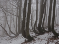 Geisterwald  6D 106170 1024 © Iven Eissner : Aufnahmeort, Baum, Buchen, Böhmen, Erzgebirge, Europa, Laubbäume, Pflanzen, Tschechien