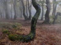 Buchenschlange, Krušné hory  6D 148114 2k © Iven Eissner : Aufnahmeort, Böhmen, Erzgebirge, Europa, Ore Mountains, Tschechien