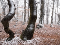 Verdrehte Buchen, Krušné hory  6D 153816 2k © Iven Eissner : Aufnahmeort, Böhmen, Erzgebirge, Europa, Ore Mountains, Tschechien