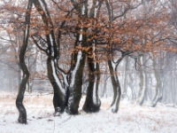 dancing in the snow,  Krušné hory  6D 154071 2k © Iven Eissner : Aufnahmeort, Böhmen, Erzgebirge, Europa, Ore Mountains, Tschechien