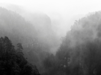 Polenztal, Elbsandsteingebirge  IMG 21234 7D RAW sw 1024 © Iven Eissner : Aufnahmeort, Deutschland, Elbsandsteingebirge, Europa, Nationalpark, Nebel, Regen, Sachsen, Schutzgebiete, Sächsische Schweiz