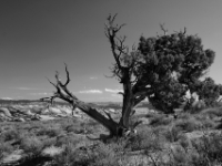 Arches NP, USA  IMG 8610 SW © Iven Eissner