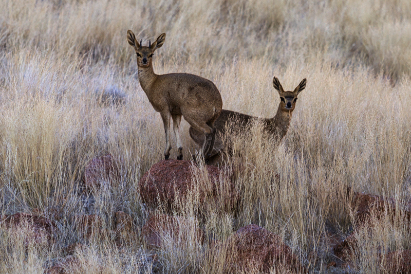 7D_18260_RAW_A800.jpg - Klipspringer (Koiimasis)